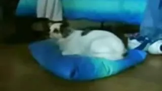 Fada japonesa extrem ...